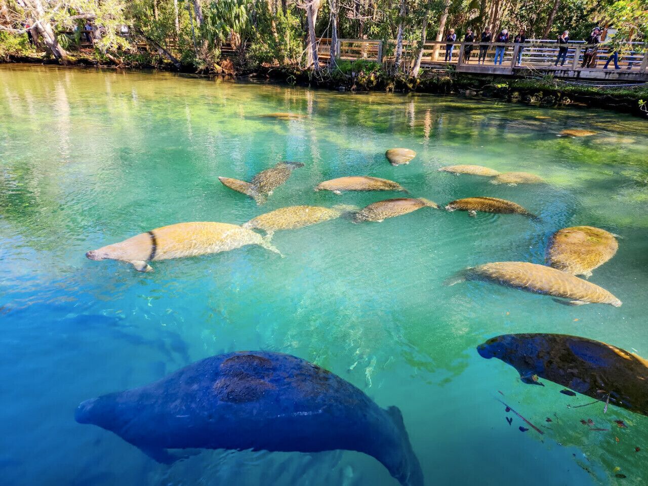 Un cuerpo de agua clara con varios manatíes nadando.