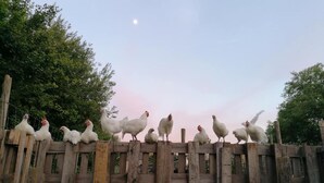 미분류 이미지, 3/41장, 버튼