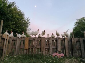 Nhà | Khuôn viên nơi lưu trú