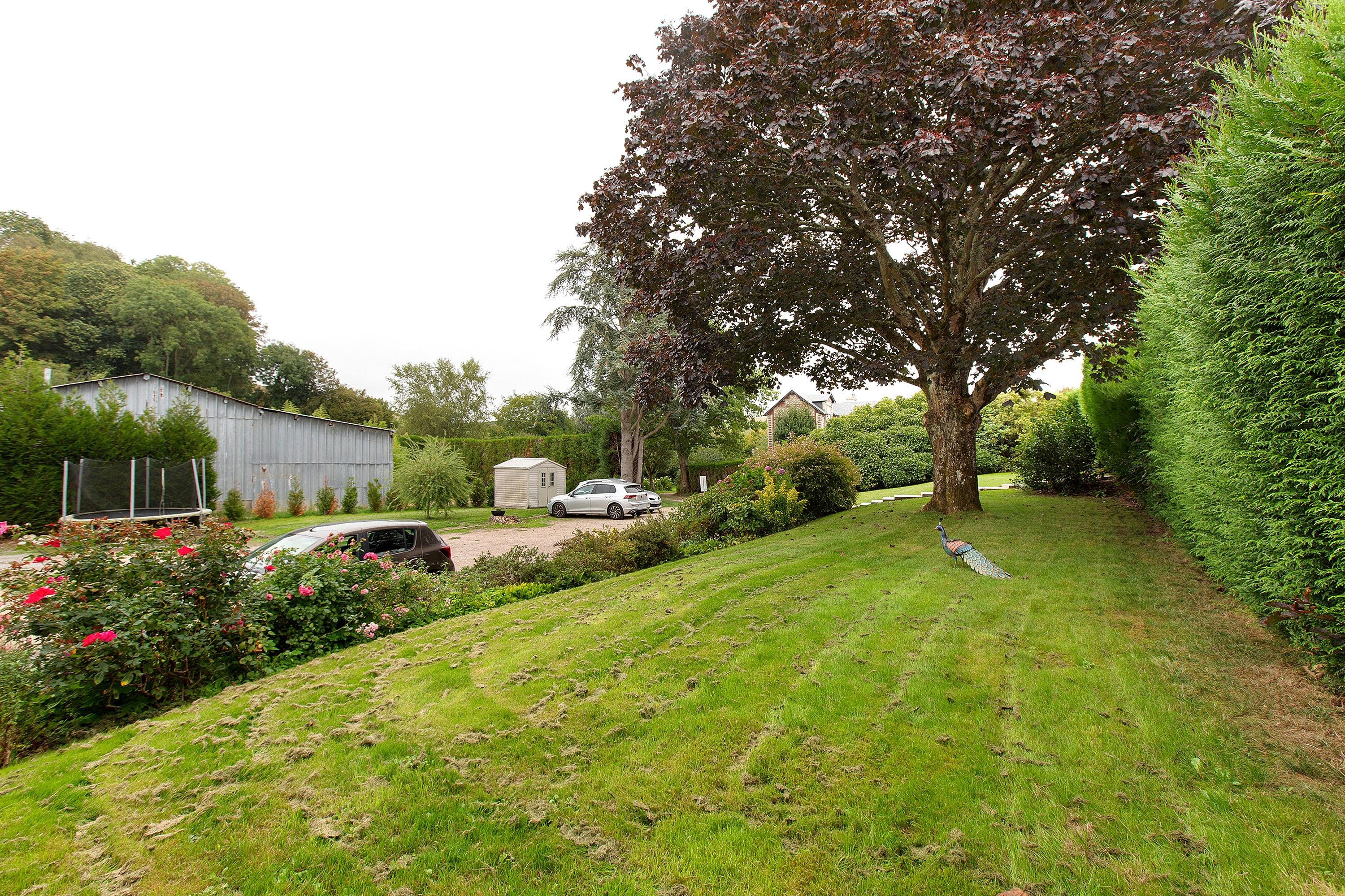 A grassy area with a tree, a car, and a building in the background.