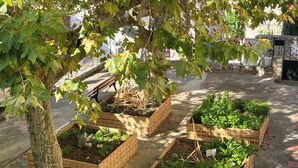 A garden with raised wooden planters containing various plants, a tree, and a stone wall in the background. - "LA PIOL" apartment in the heart of Hyères (Hyères)