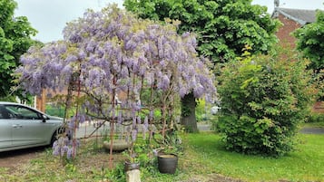 Tuin
