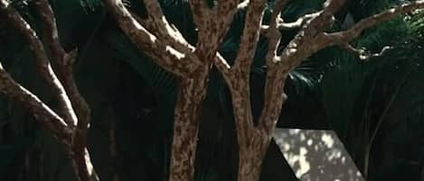 Piscine extérieure, parasols de plage, chaises longues
