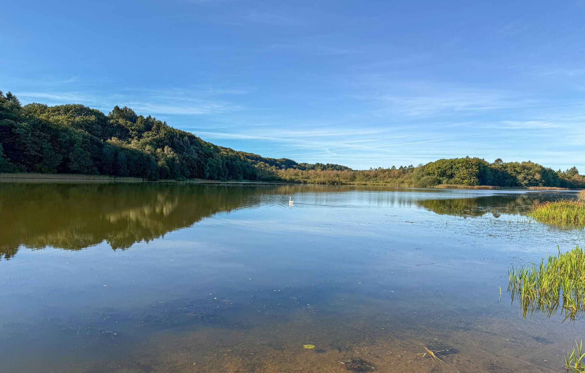 A calm lake with a swan, surrounded by dense forest and clear skies.