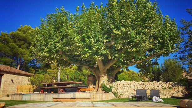 Un gran árbol en un patio con muro de piedra y mobiliario exterior.