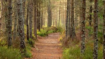 A forest path surrounded by tall trees.