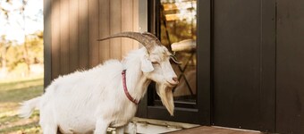 Three-Kalm by Tiny Away