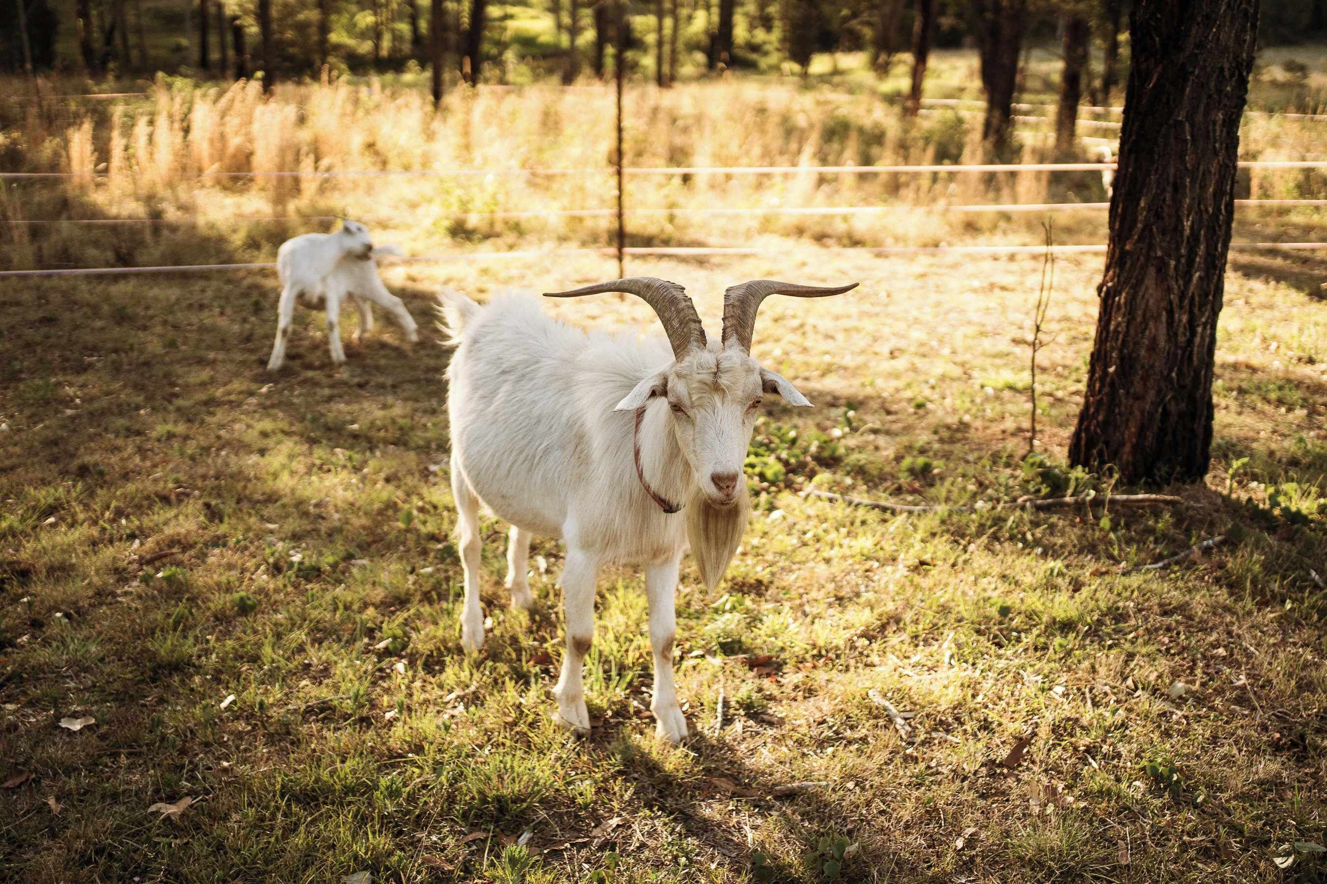 A goat in a grassy field with a fence and trees in the background.