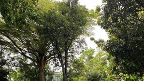 Un camino bordeado de abundante vegetación y árboles que conduce a un edificio con múltiples ventanas y una entrada porticada.
