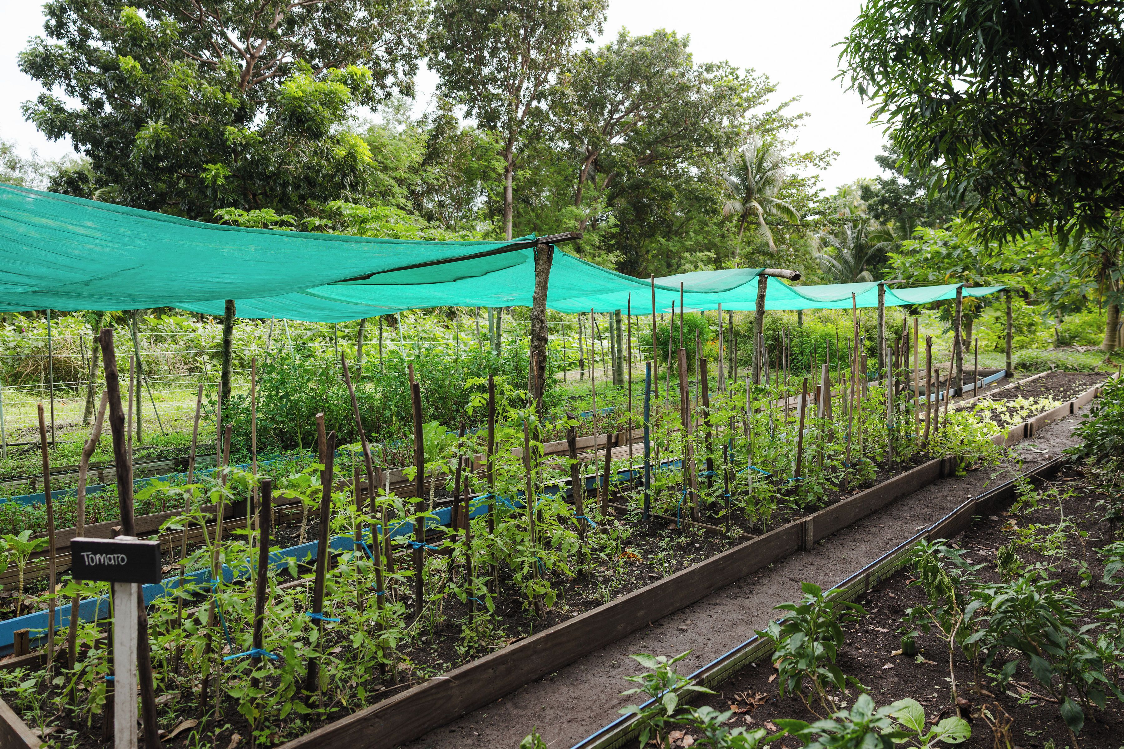 A garden with raised beds and a green canopy structure.