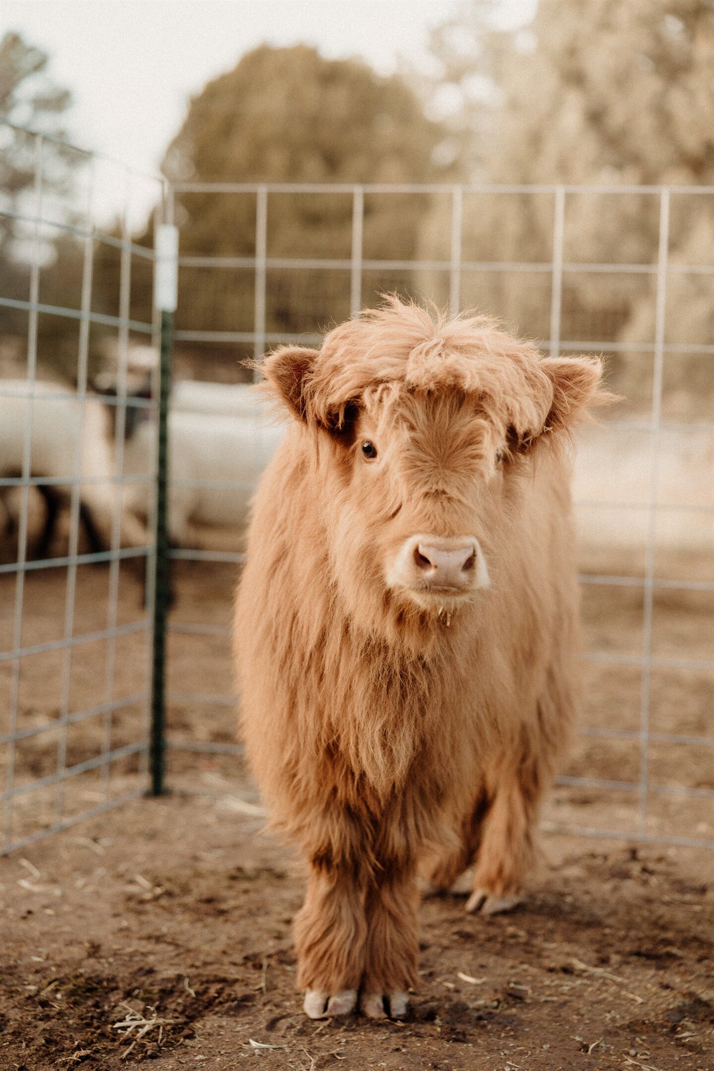 A cow standing in a fenced area with a wire fence and trees in the background.