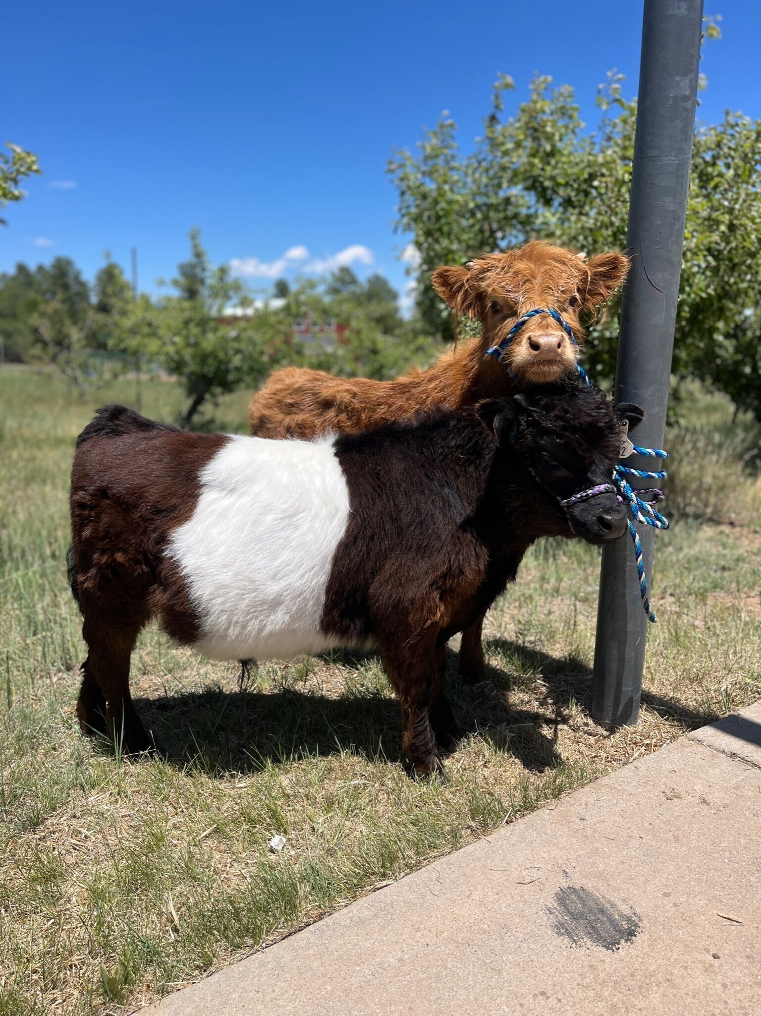 A cow with a white and brown coat standing next to a pole in a grassy area.