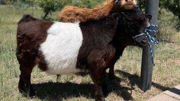 A cow with a white and brown coat standing next to a pole in a grassy area.