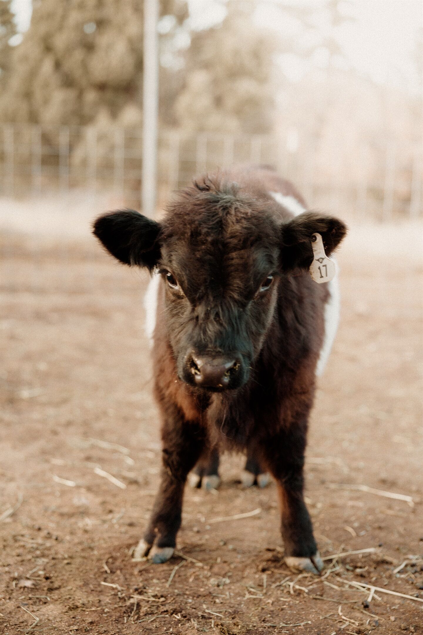 A young calf with a tag on its ear, standing on a dirt ground.