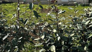 Una casa amb teulada de teules, una xemeneia i un jardí petit amb diverses plantes.