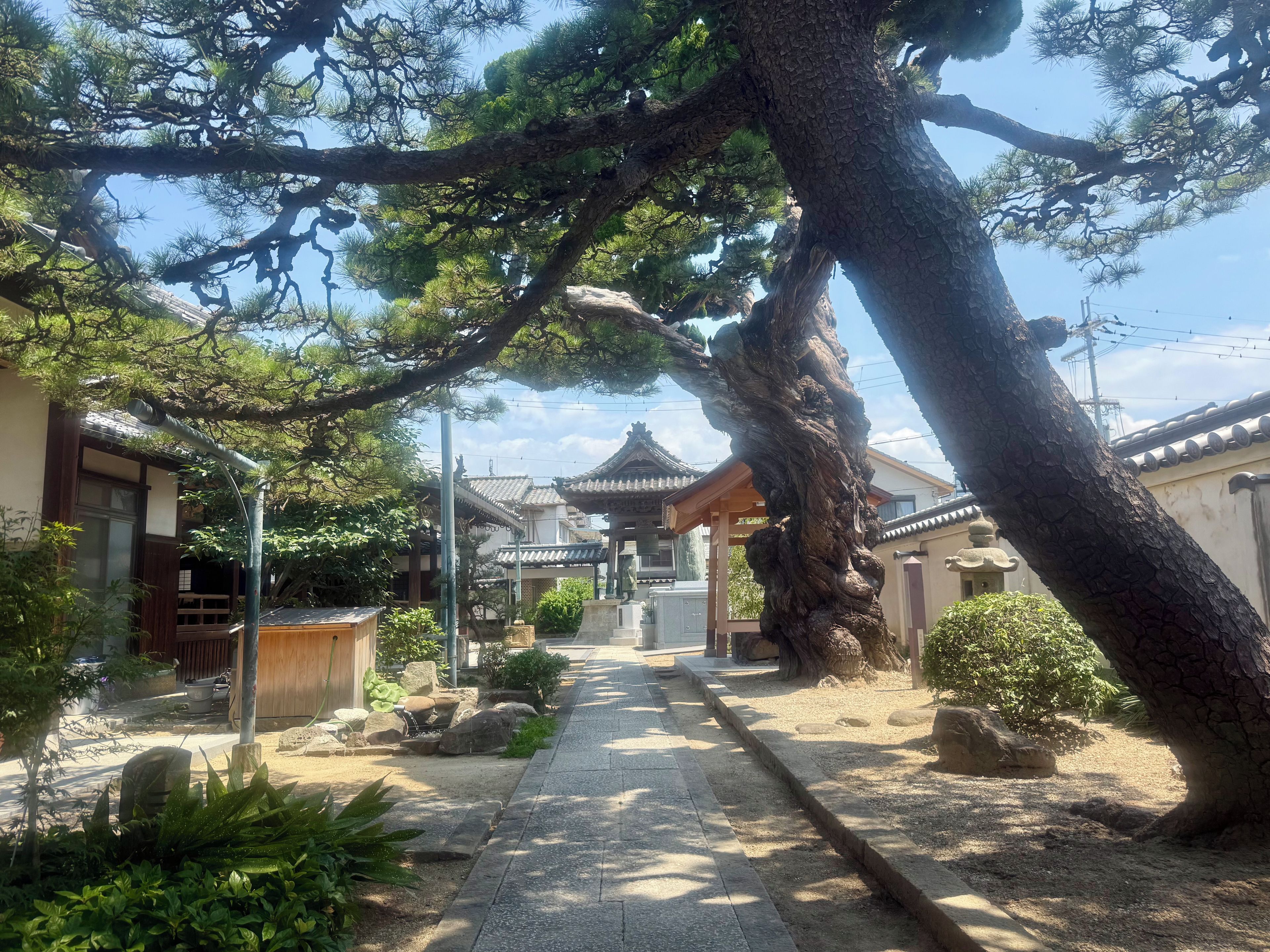 A traditional Japanese garden with a pathway, stone lanterns, and a large tree.