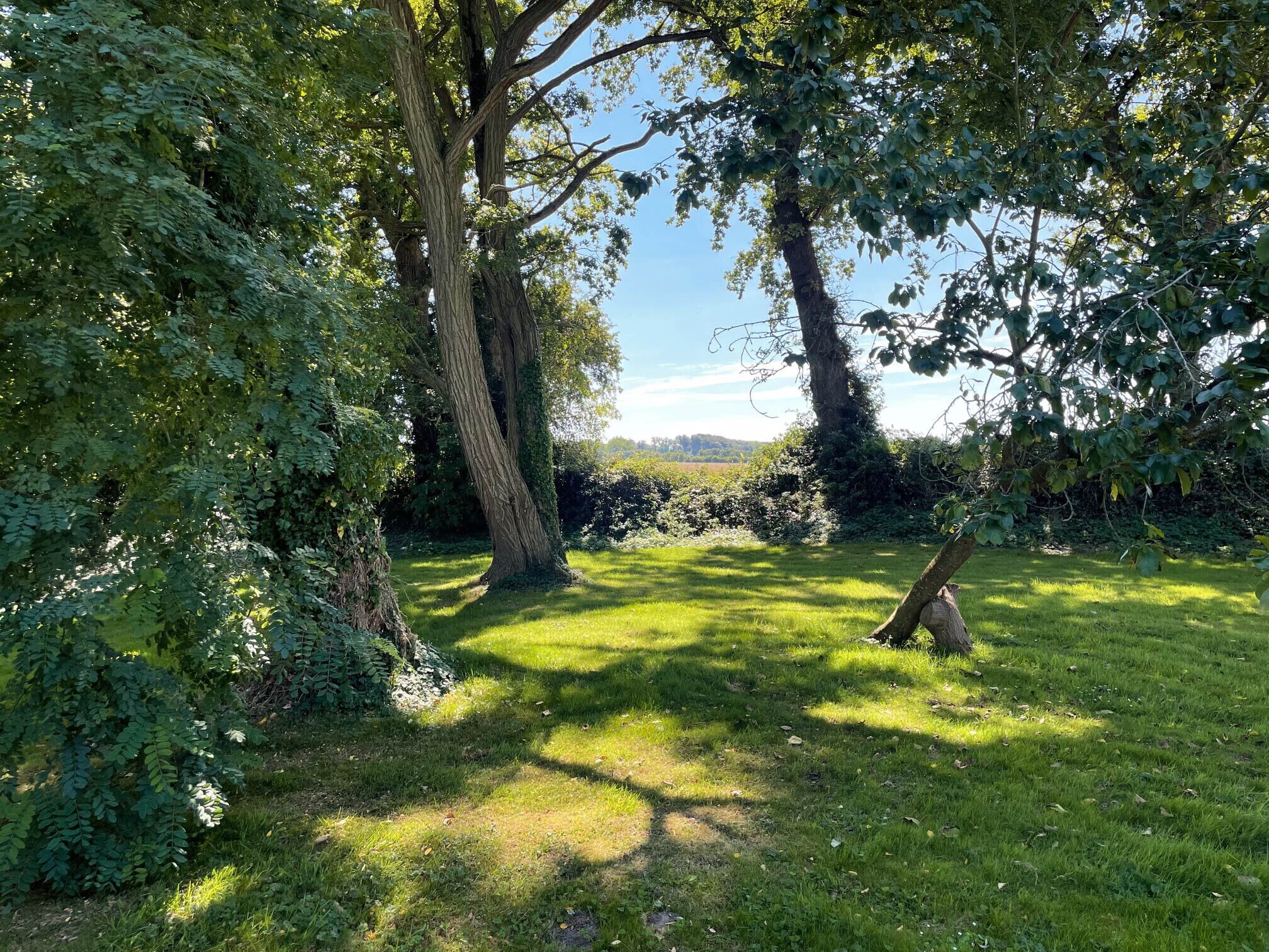 Une zone herbeuse avec des arbres et un ciel dégagé.