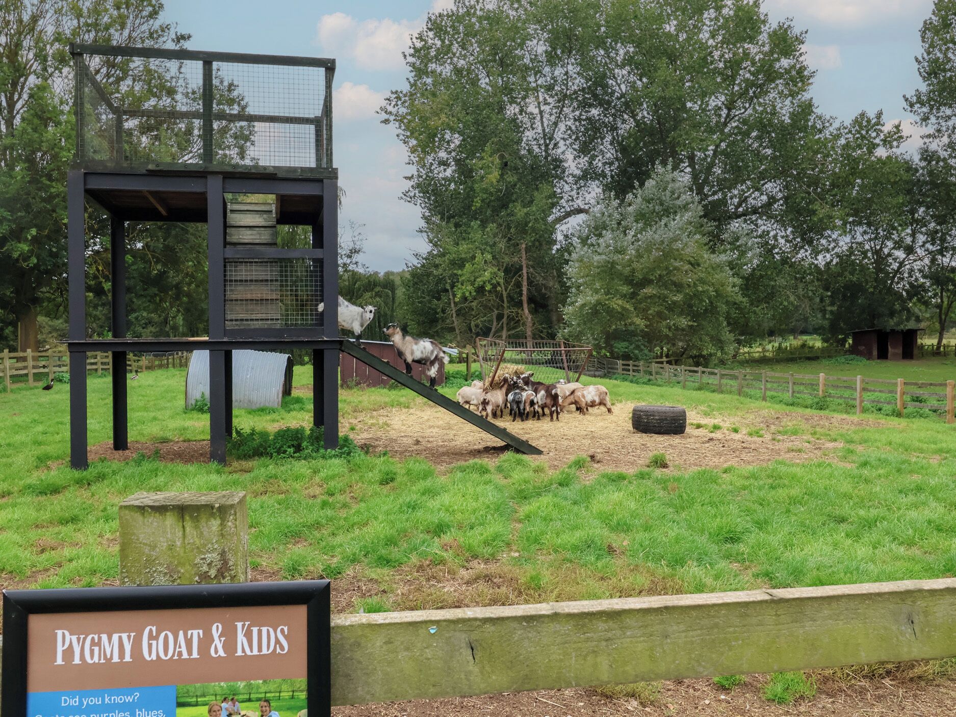 Een omheining voor pygmageitjes, met een plek om te voeren en een bord.