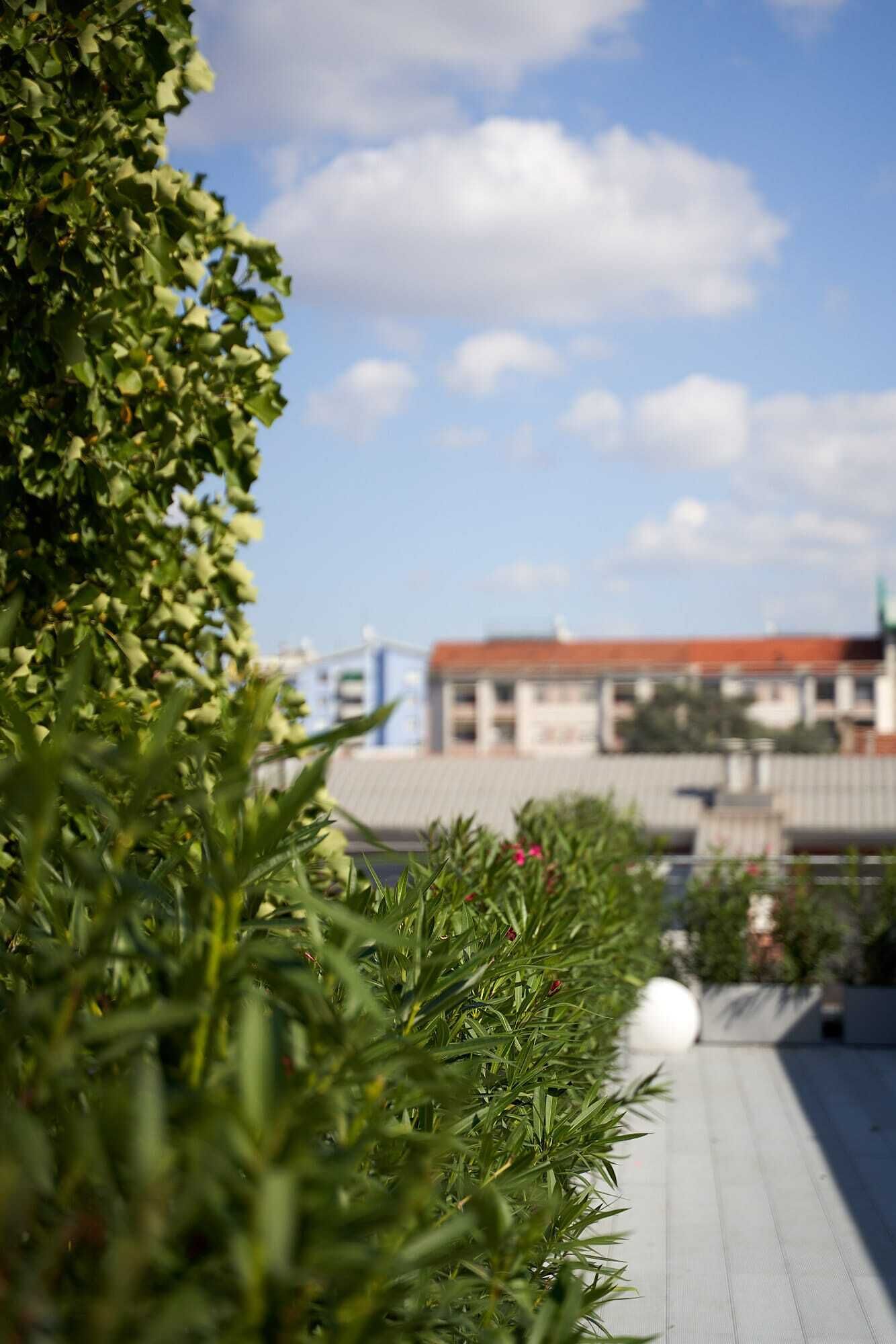 A rooftop garden with a view of buildings in the background.