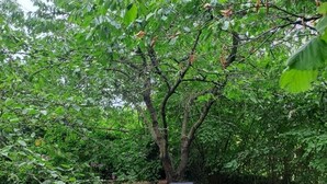 Zona d'estar a l'aire lliure amb caires modernes i un arbre al fons.