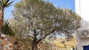 Ein Innenhof mit einer Steinmauer, Pflanzen in Töpfen und einem Baum.