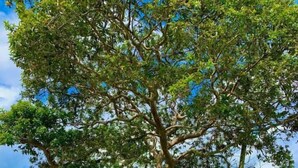 A large tree in a well-maintained garden with a paved walkway and outdoor seating. - Hotel CSI Llanogrande (Rionegro)