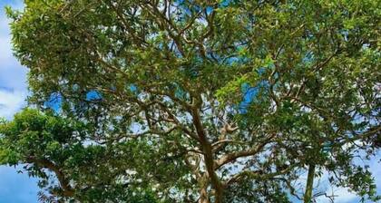 Hotel CSI Llanogrande