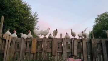 House | Property grounds