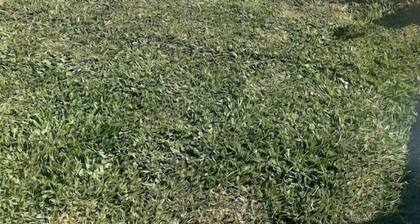 Zion Gardens Resort Soy