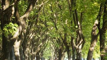 A tree-lined pathway with people walking.
