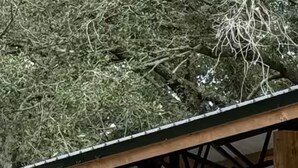 Ein hölzernes Gartenhaus mit Grill davor, umgeben von Bäumen und Rasen.