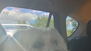 السماح باصطحاب الحيوانات الأليفة