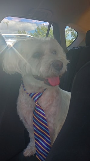 Animaux de compagnie acceptés