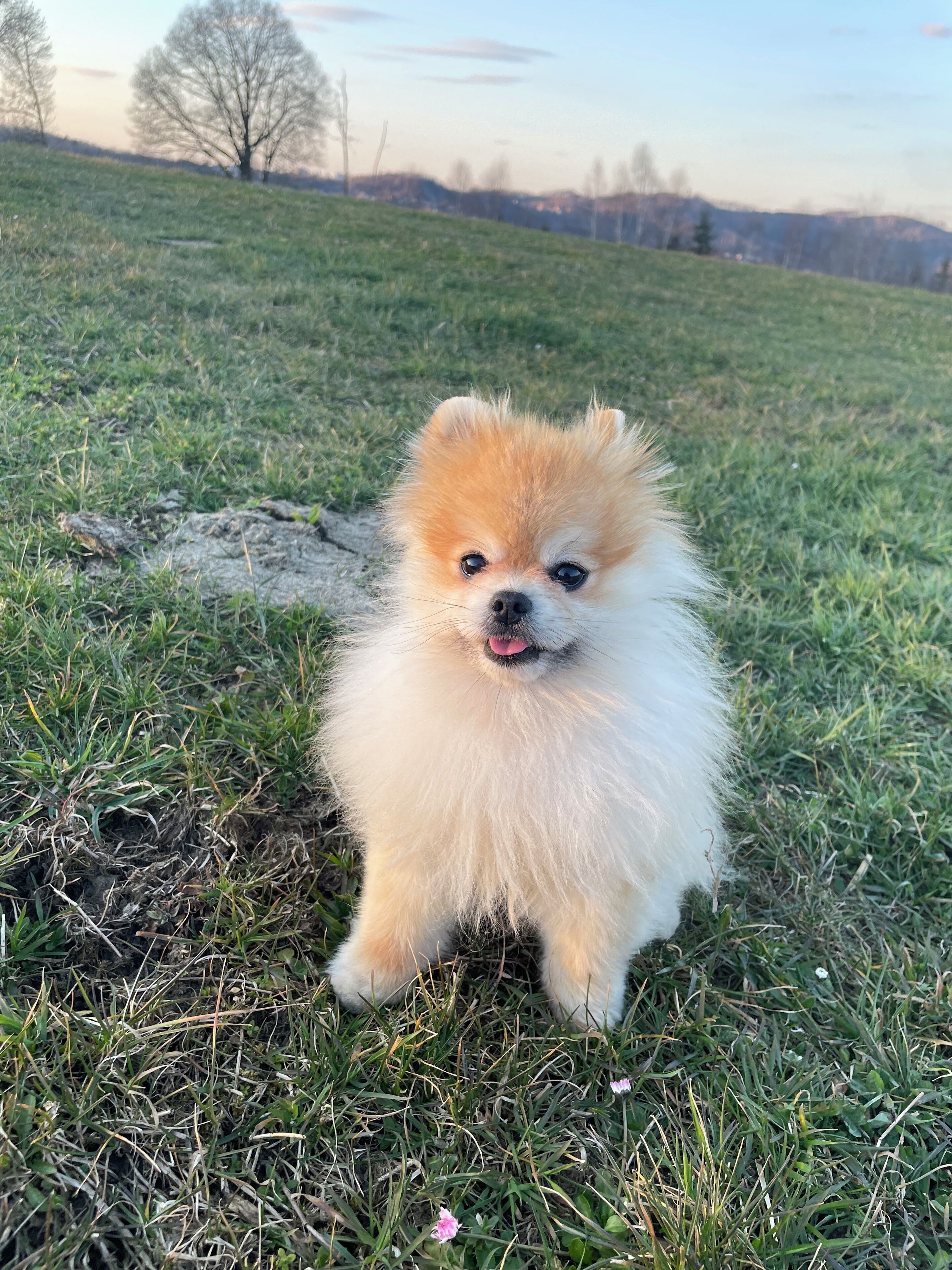 Ein kleiner, flauschiger Hund mit weißem und braunem Fell sitzt auf dem Gras.