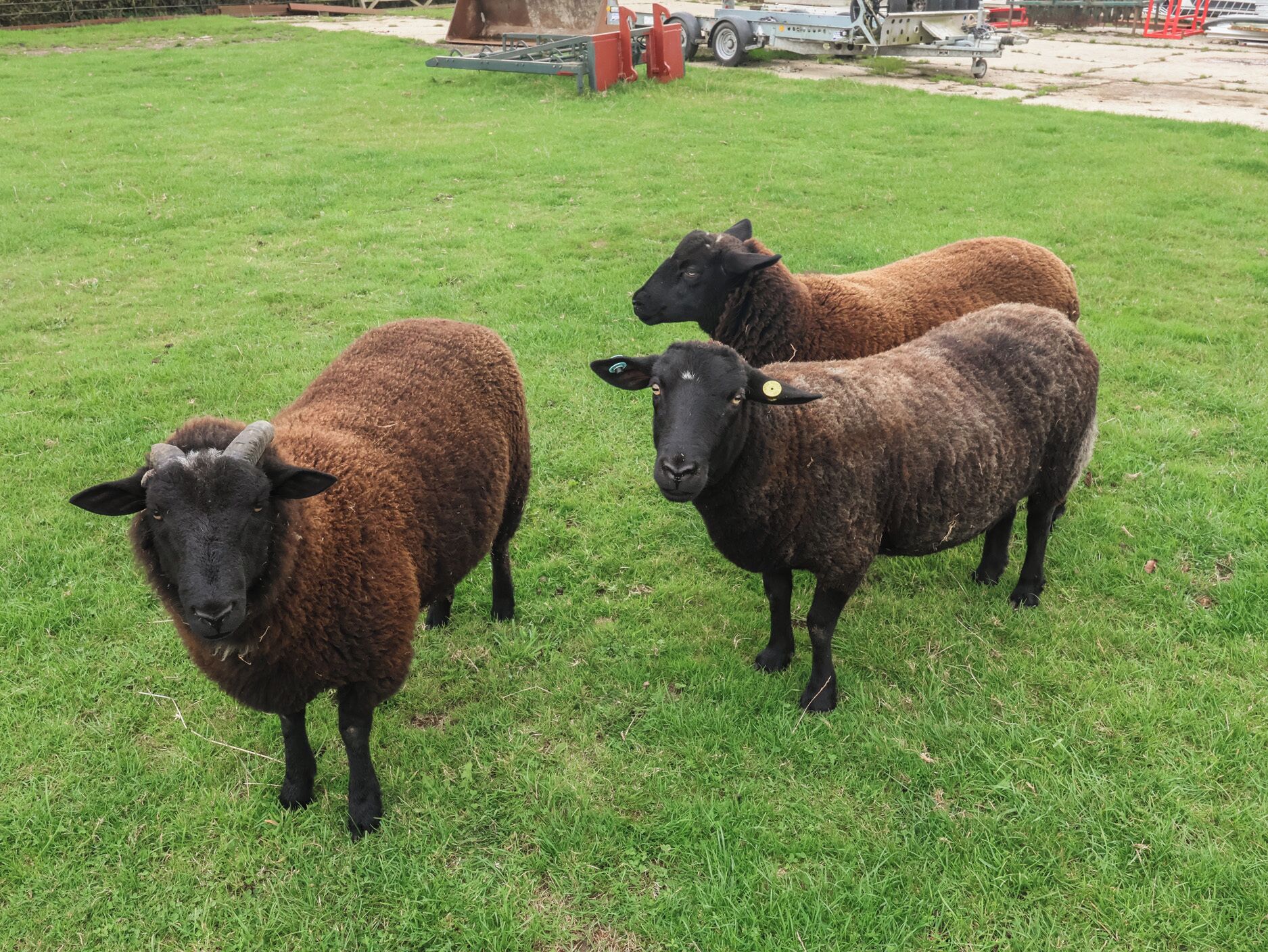 Three sheep in a grassy field with farm equipment in the background.