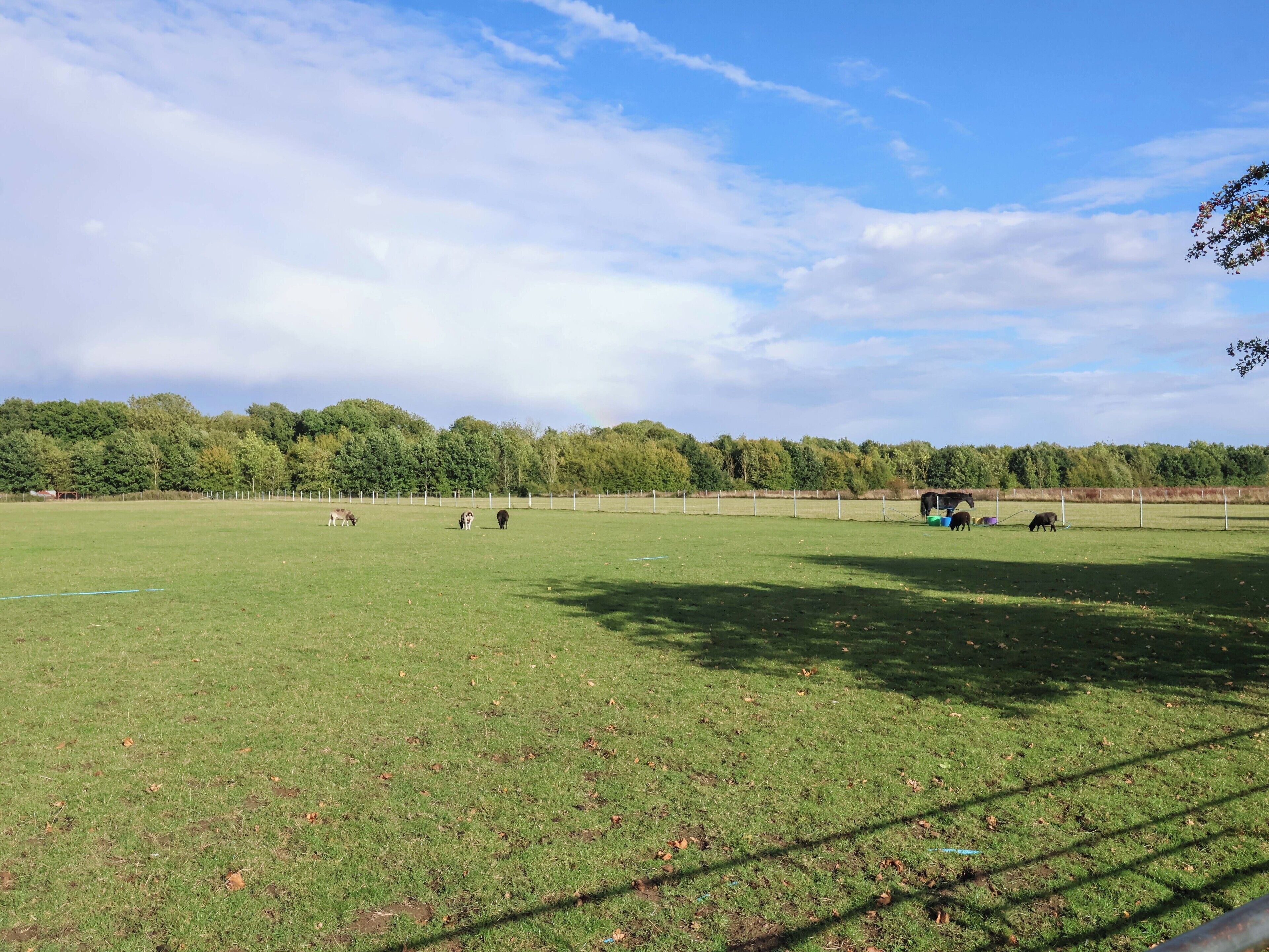 A large open grassy field with a fence, trees in the background, and a clear sky.