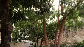 An outdoor patio with a wooden table and four chairs, surrounded by trees and plants. - Renovated colonial house in Campeche's historic center (San Francisco de Campeche)
