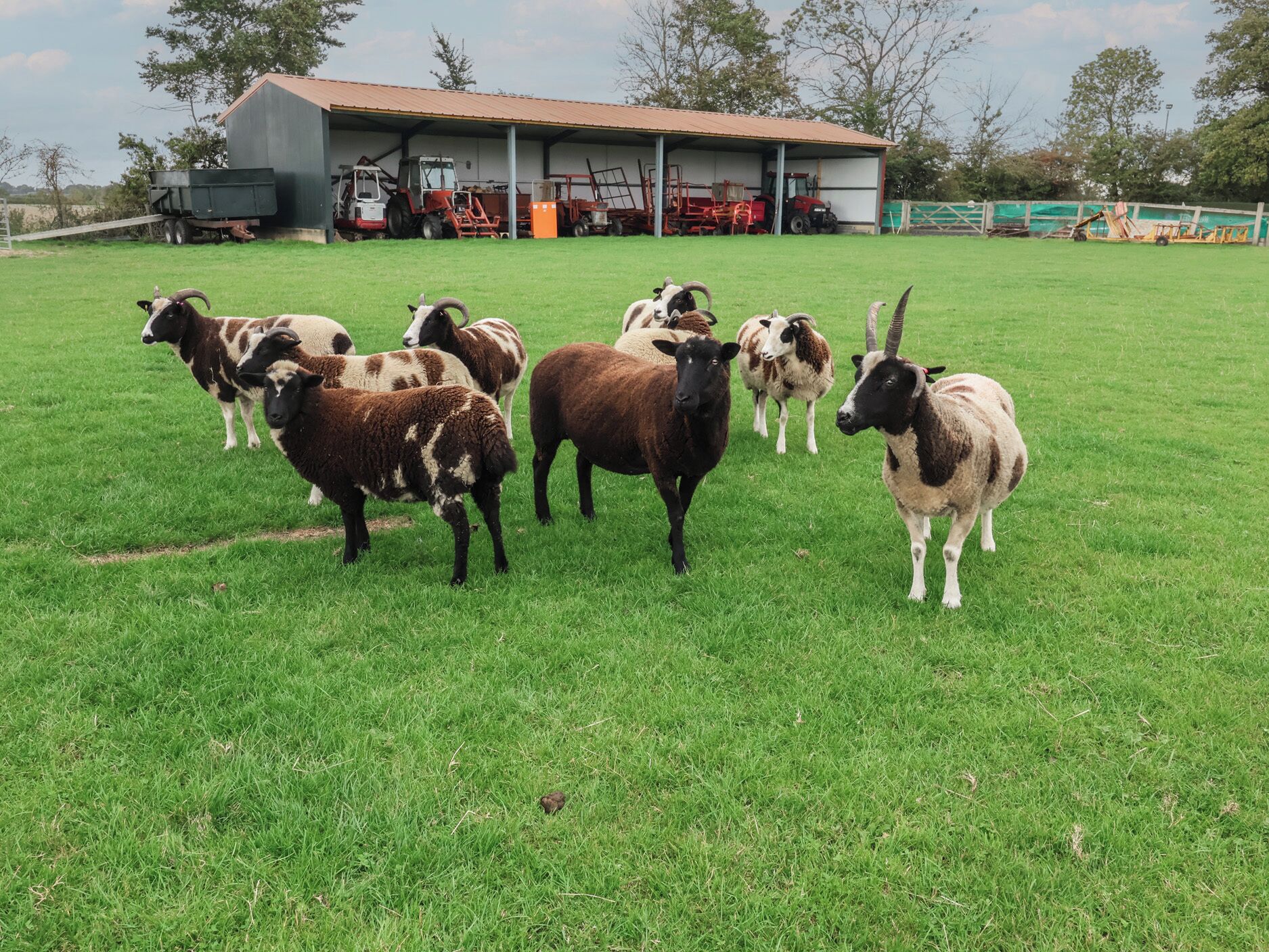 Um grupo de cabras em um campo gramado, com equipamentos agrícolas e um celeiro ao fundo.