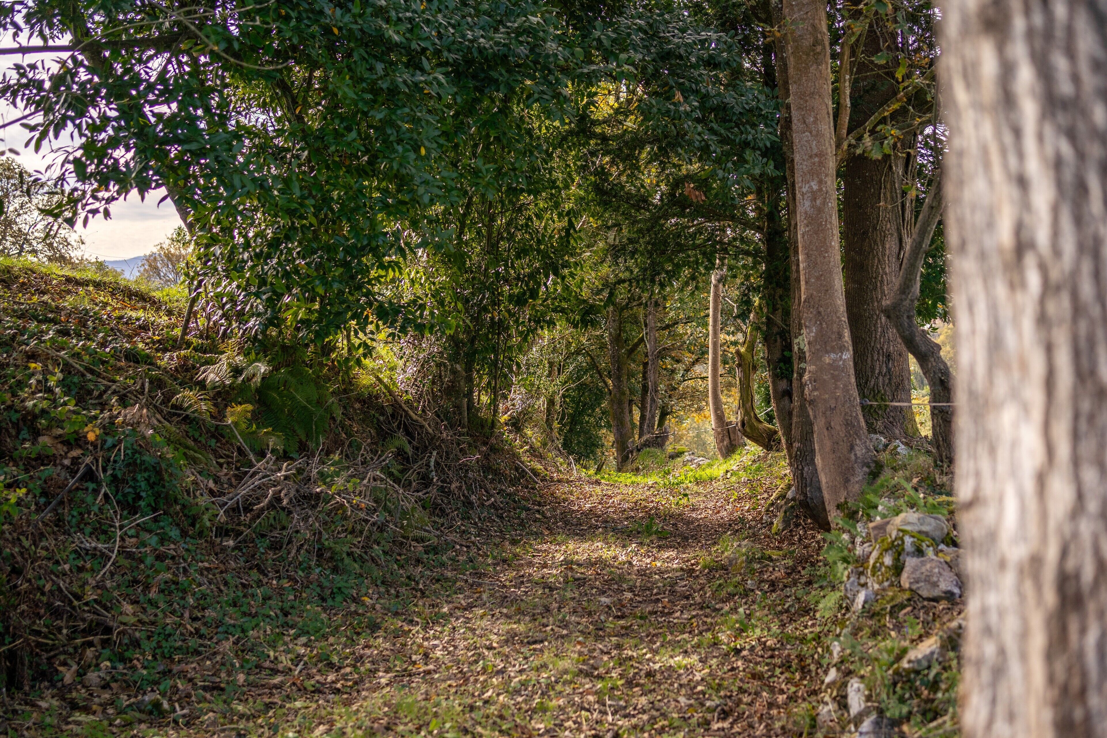 Un sentier bordé d’arbres et de feuillage, qui traverse une zone boisée.