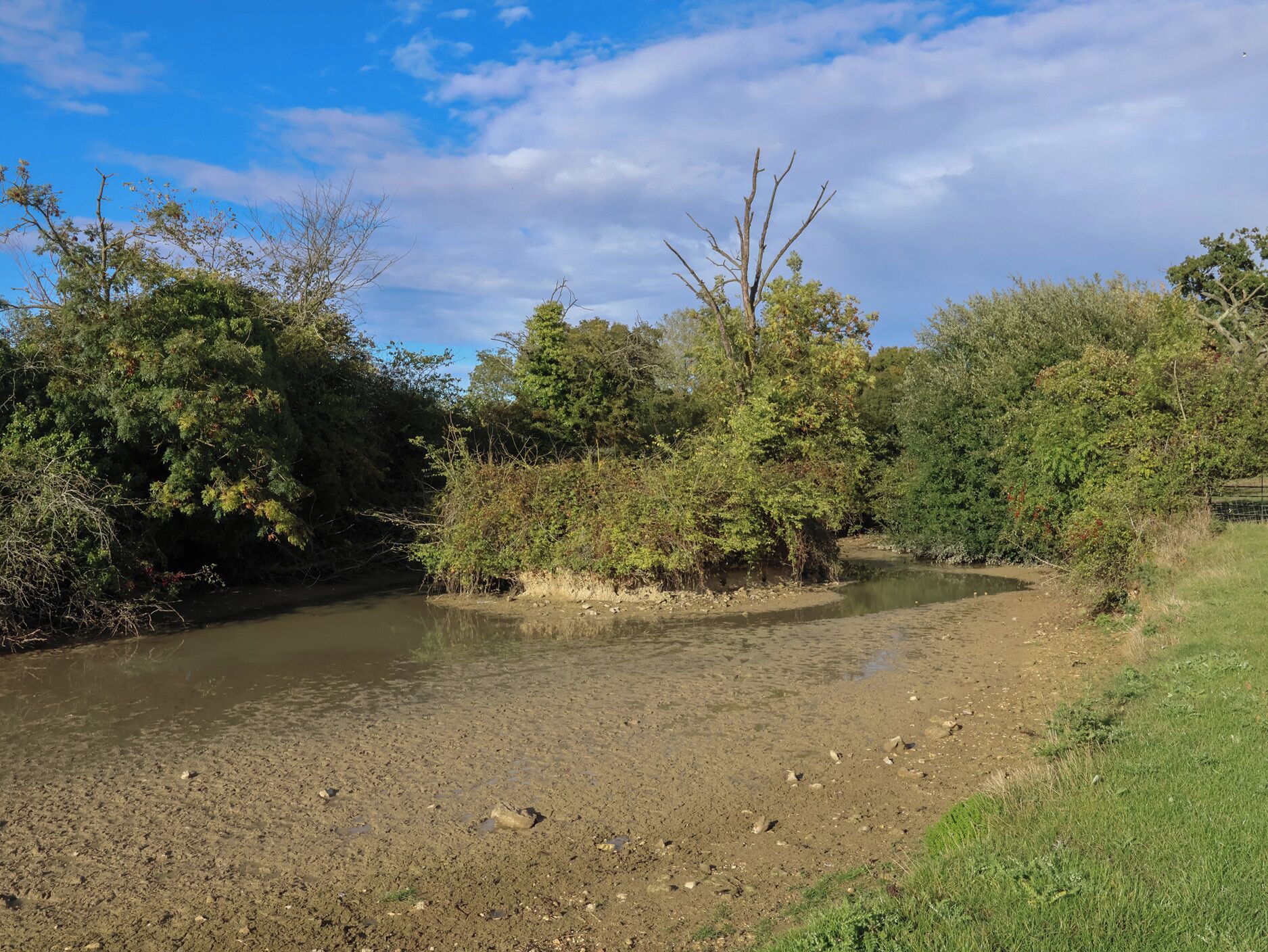 A riverbank with dense vegetation and a clear sky.