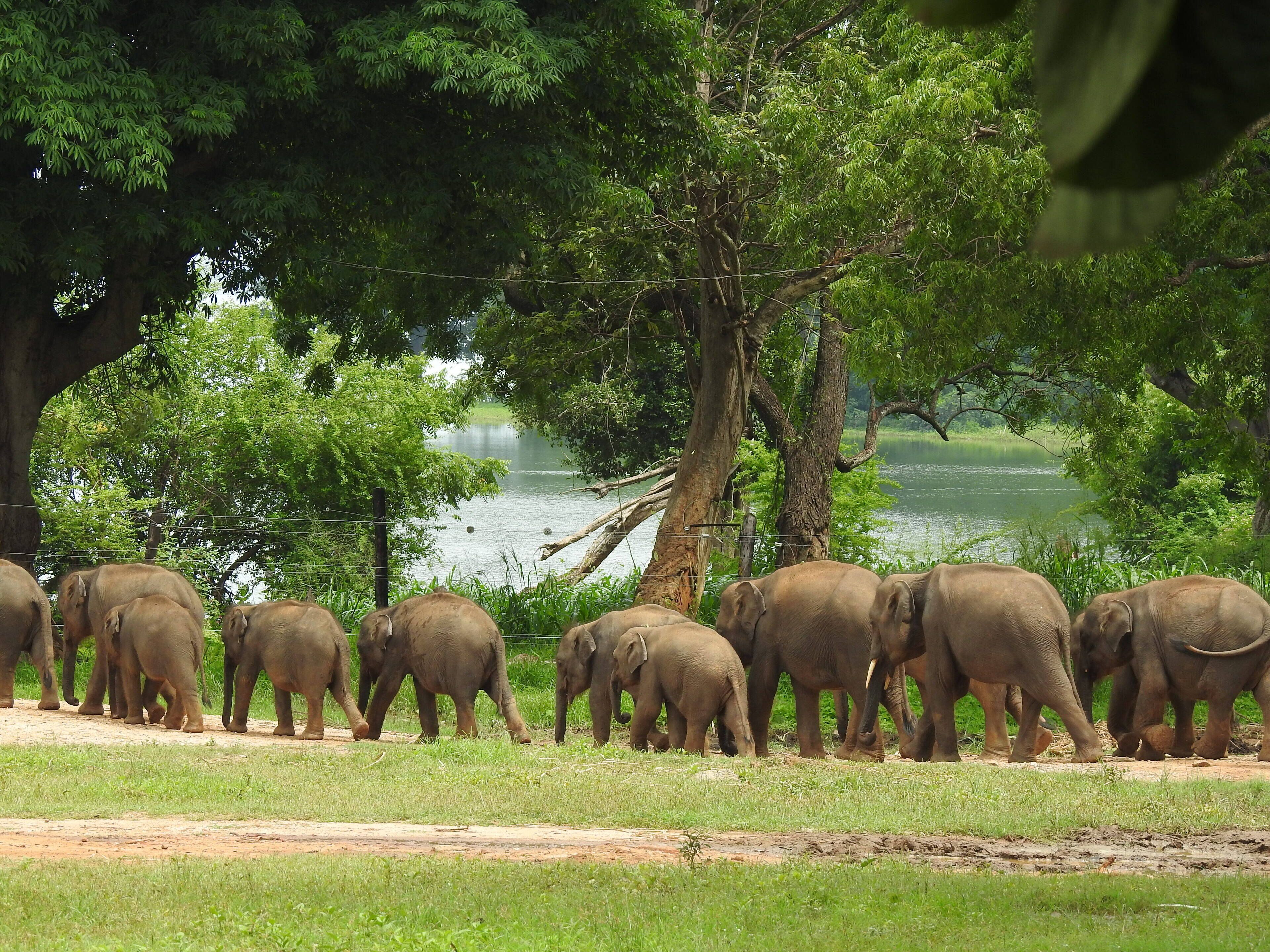 A group of elephants walking along a dirt path in a natural setting with trees and a body of water in the background.