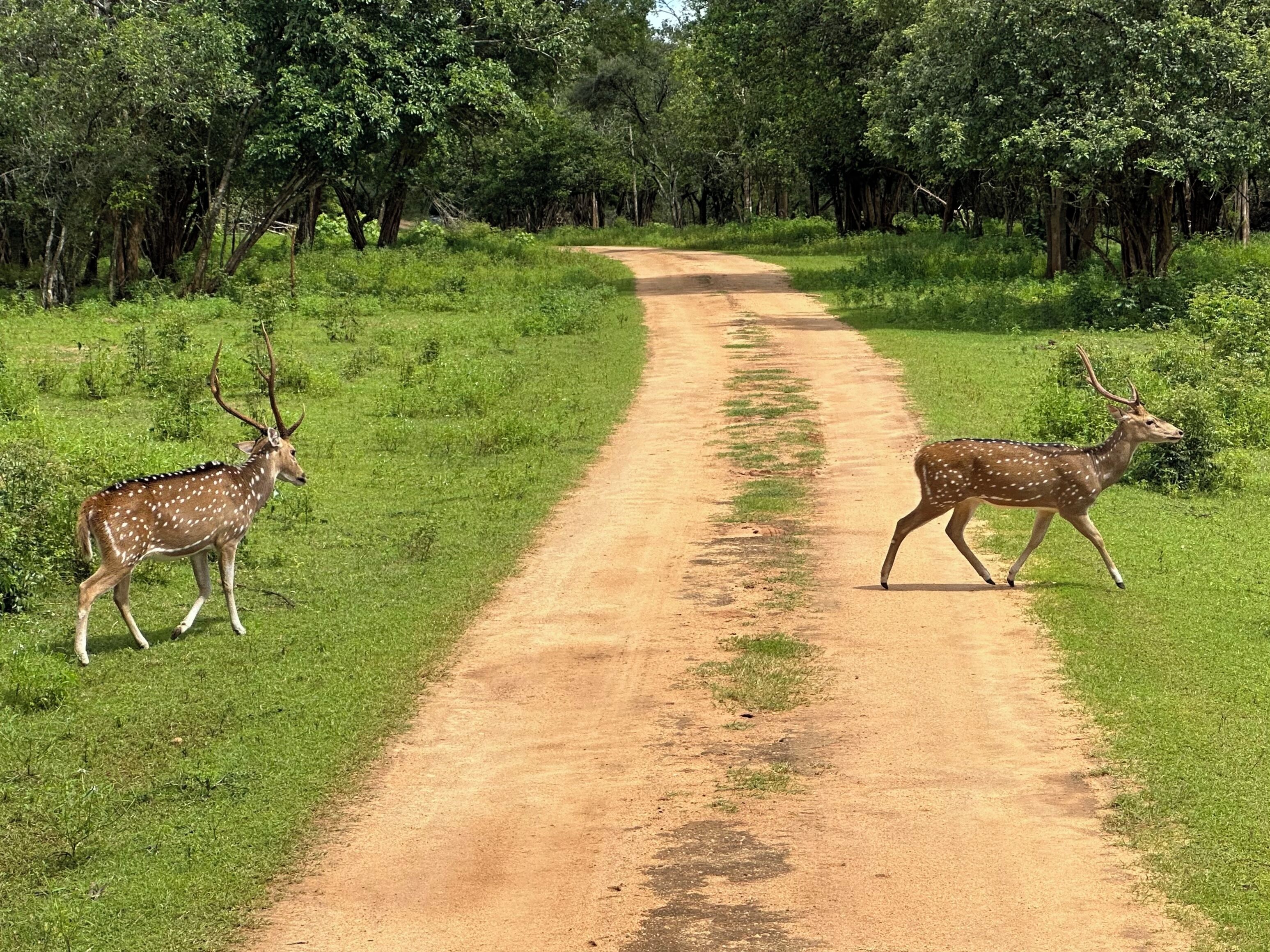 Un camino de tierra flanqueado por una vegetación verde y densa, que se adentra en un bosque.