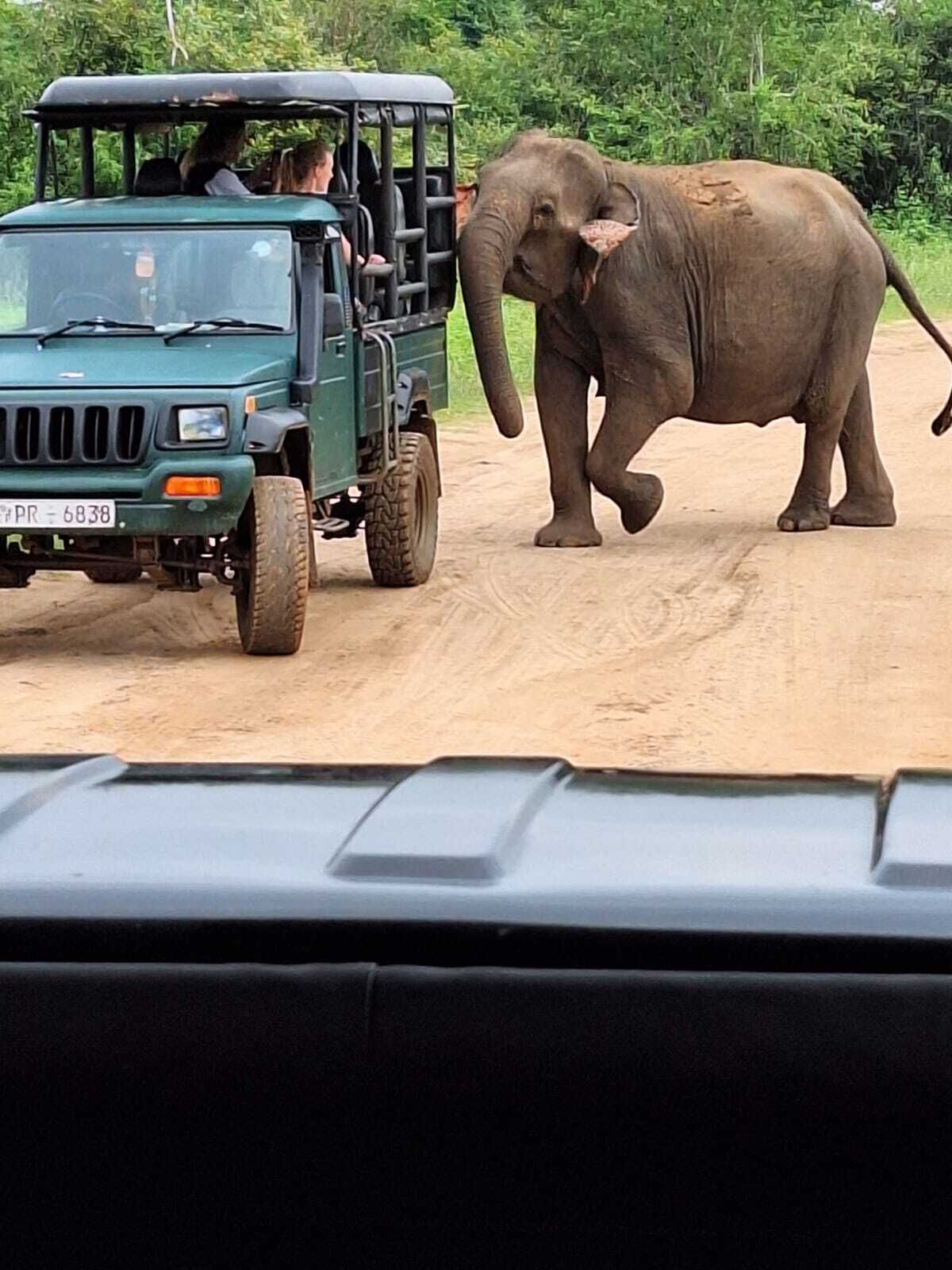 Un jeep con pasajeros y un elefante caminando sobre un camino de tierra.