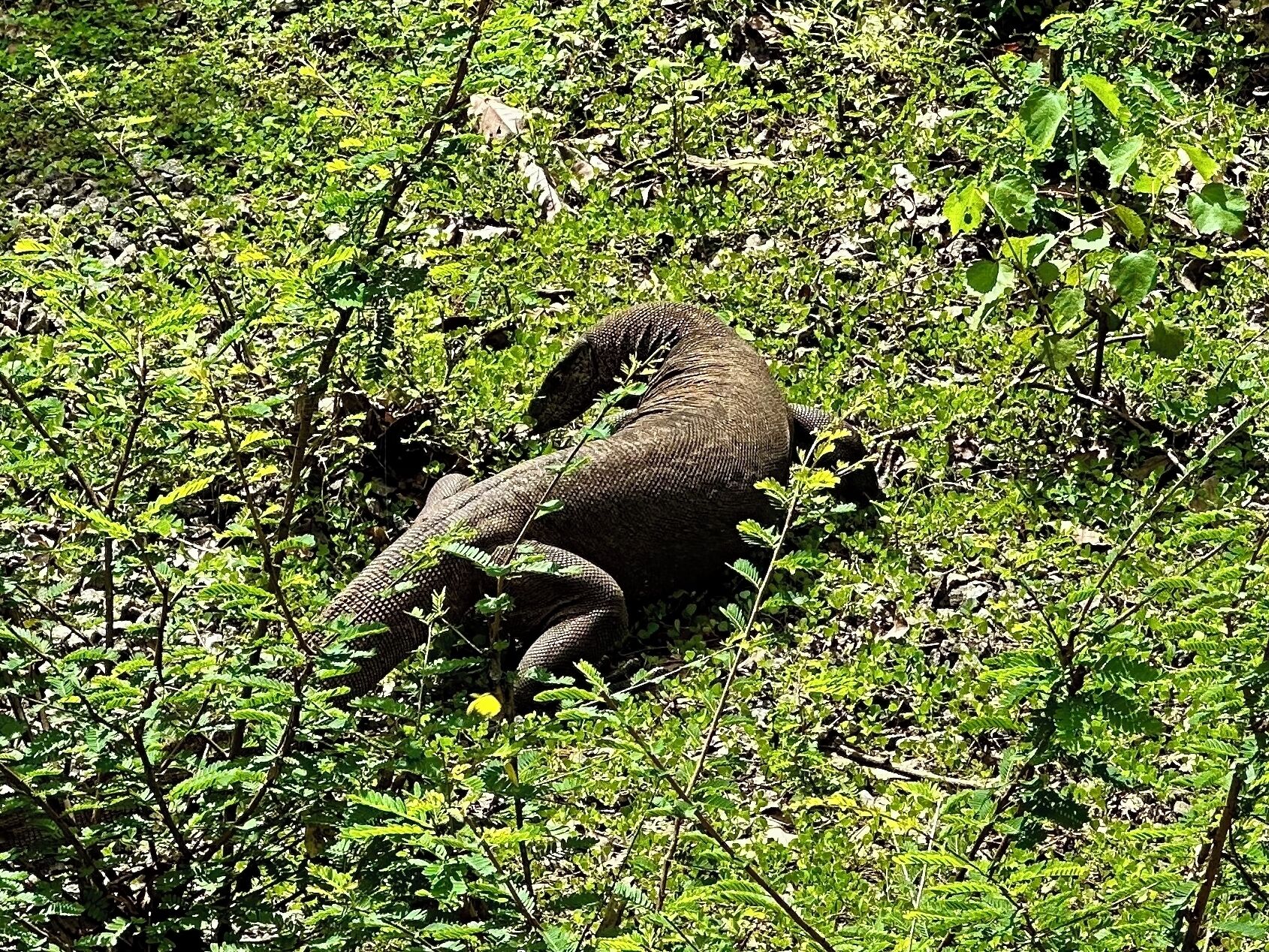 Un paysage naturel caractérisé par une végétation luxuriante et un grand éléphant, dont seule une partie est visible à travers la végétation.