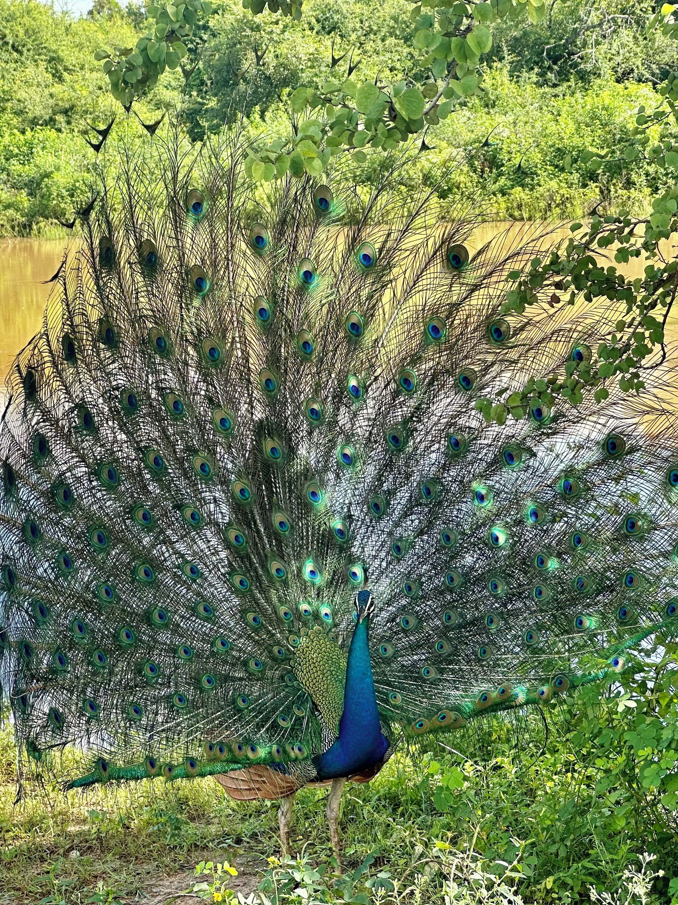 A peacock with a vibrant blue neck and a full display of iridescent tail feathers.