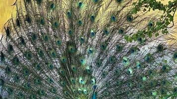 A peacock with a vibrant blue neck and a full display of iridescent tail feathers.