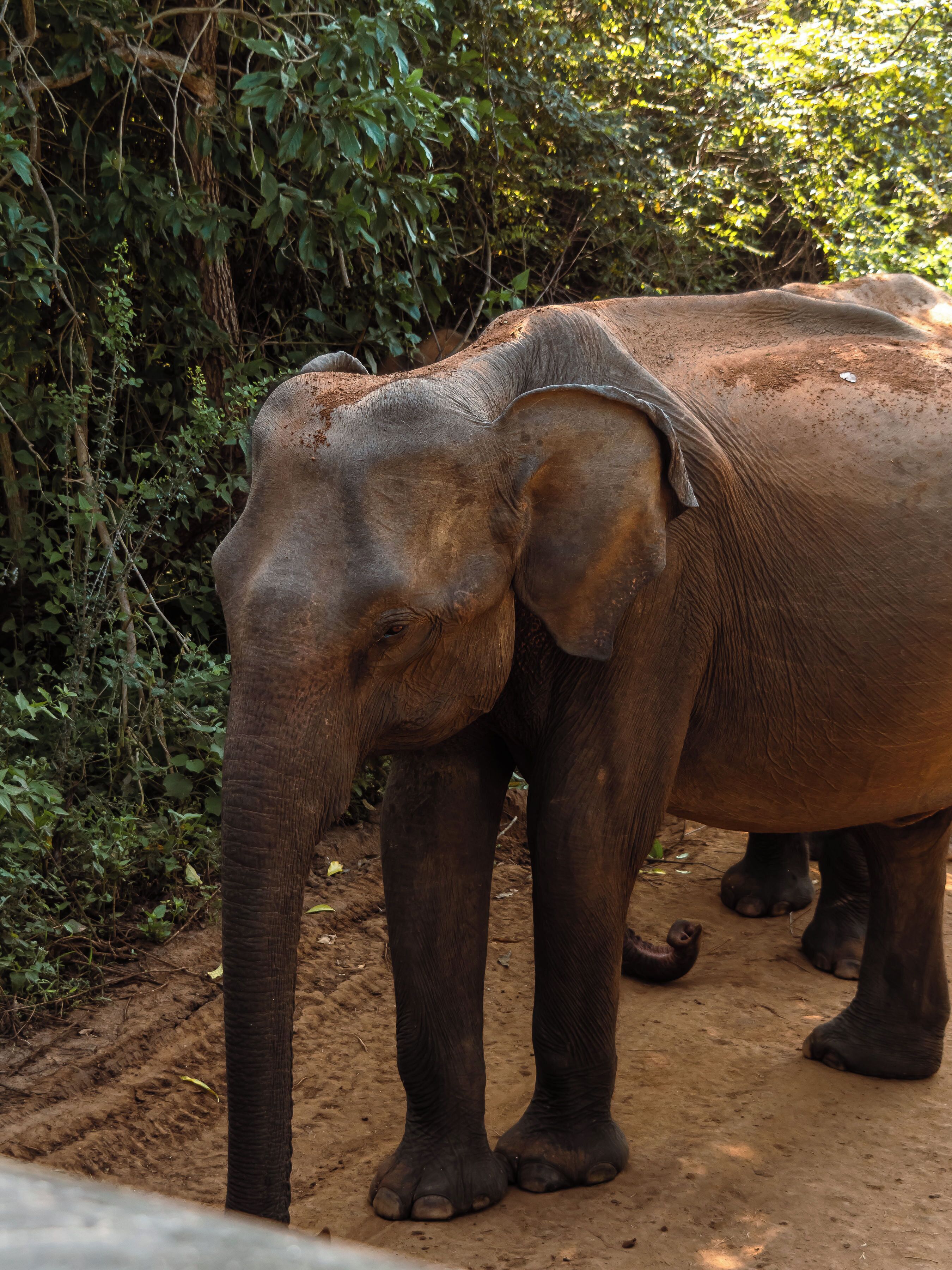 Two elephants standing on a dirt path surrounded by dense greenery.