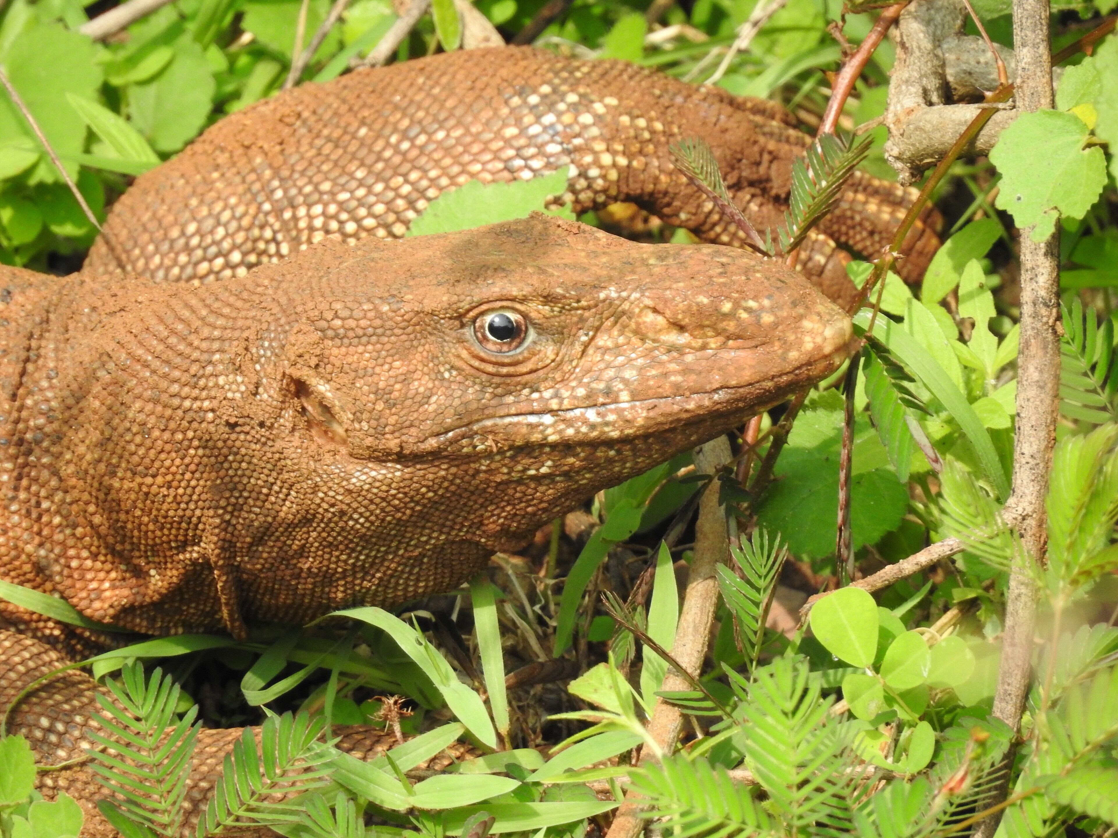 A lizard among green foliage.