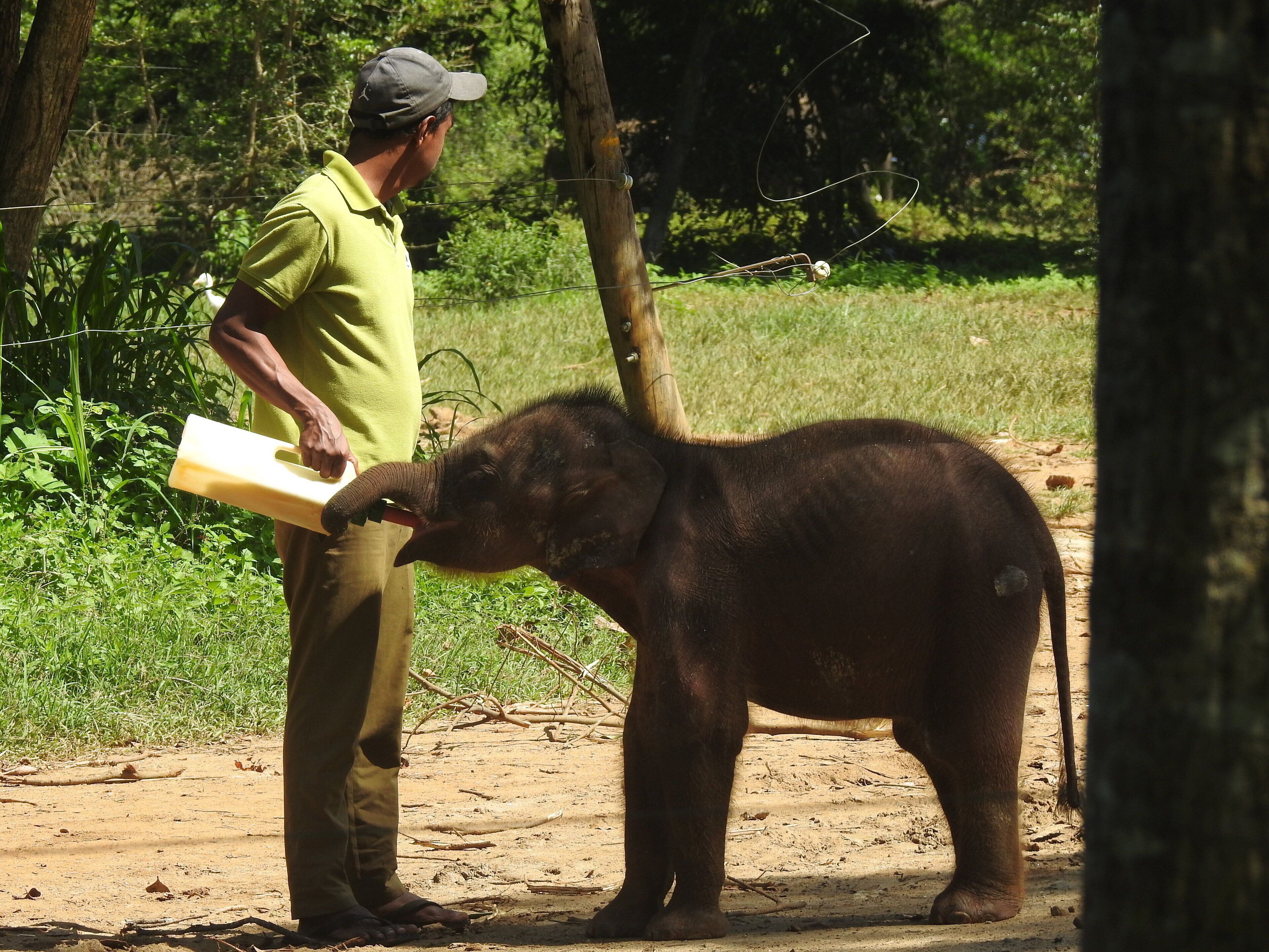 Une personne se tenant à côté d’un éléphant, dans un environnement naturel.