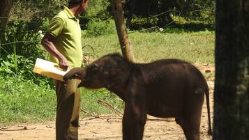 Une personne se tenant à côté d’un éléphant, dans un environnement naturel.
